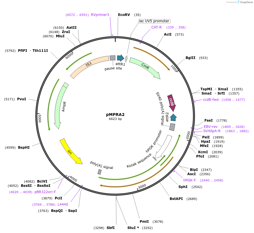 49350-plasmid-map-sequence-id-451374