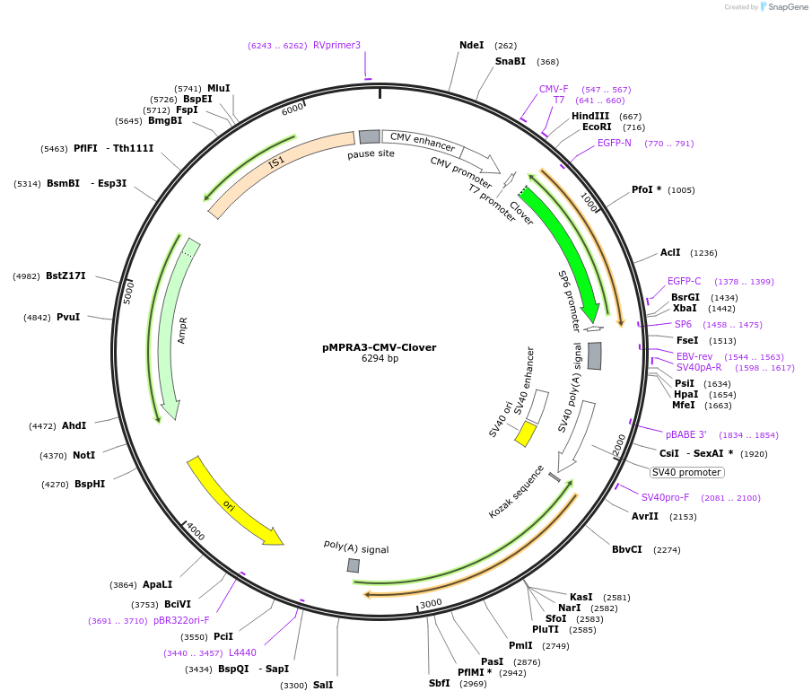 53540-plasmid-map-sequence-id-451375