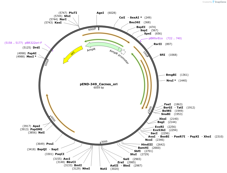 225604-plasmid-map-sequence-id-451376