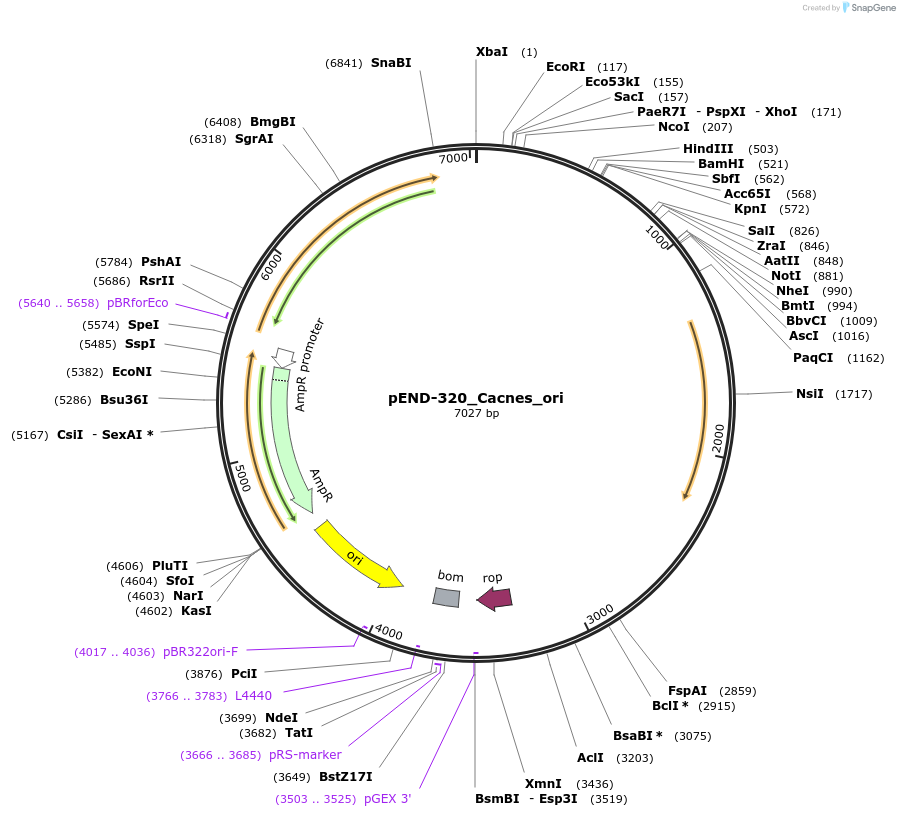 225602-plasmid-map-sequence-id-451377
