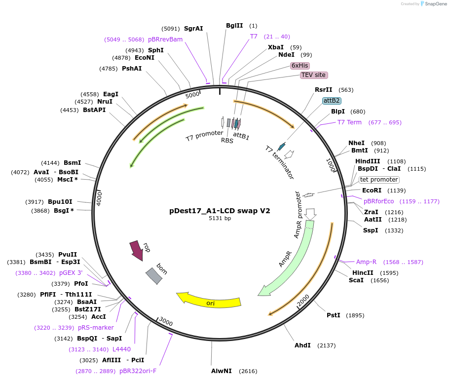 226539-plasmid-map-sequence-id-451381