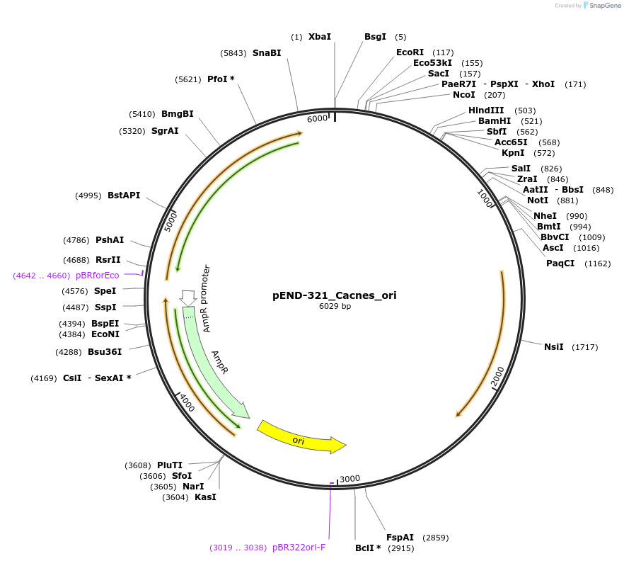 225603-plasmid-map-sequence-id-451386