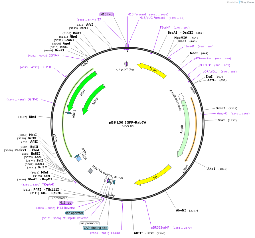 226184-plasmid-map-sequence-id-451398