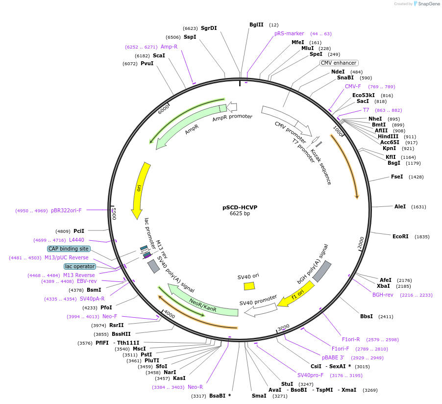 226227-plasmid-map-sequence-id-451406