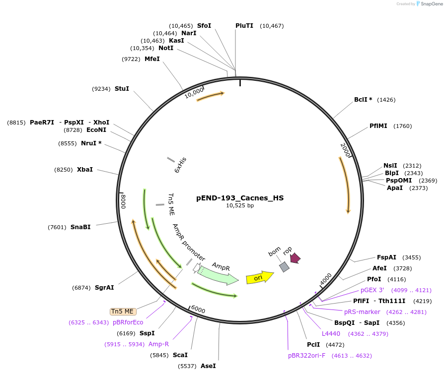 225622-plasmid-map-sequence-id-451414