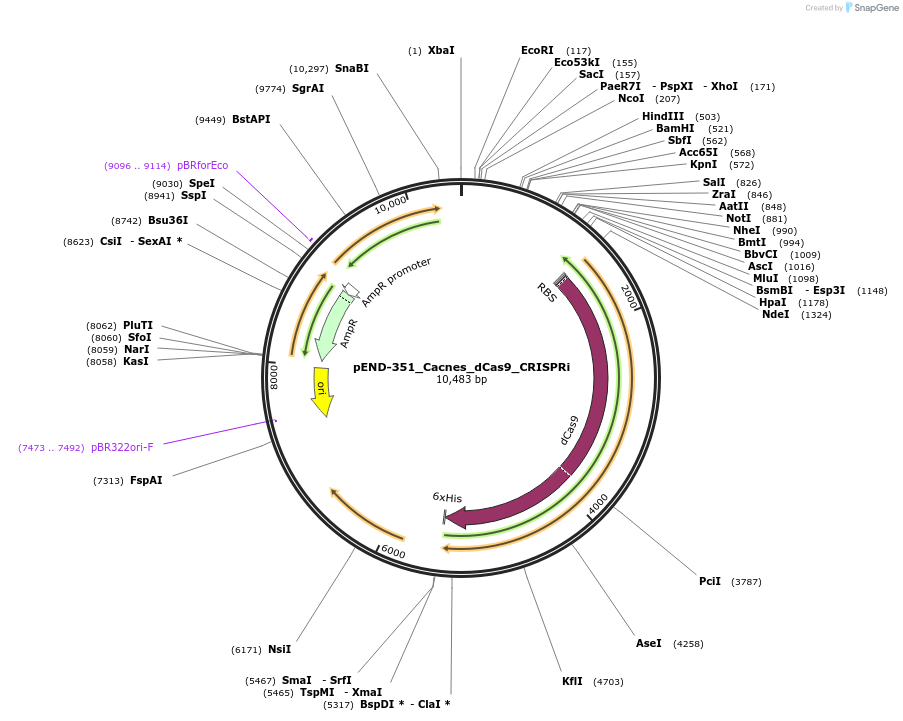 225617-plasmid-map-sequence-id-451418