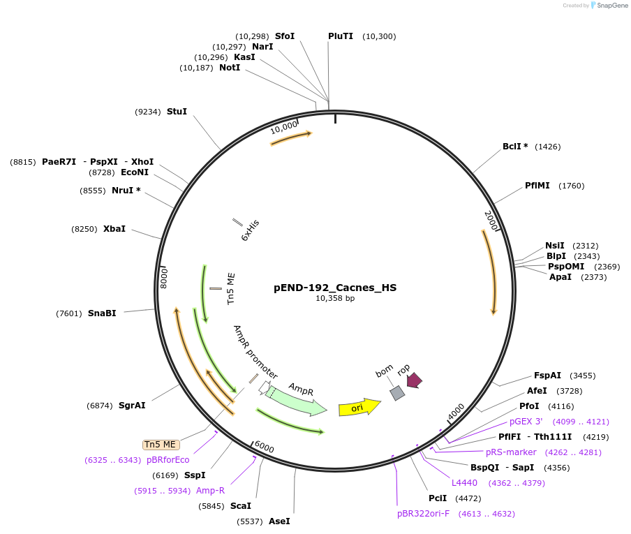 225621-plasmid-map-sequence-id-451419