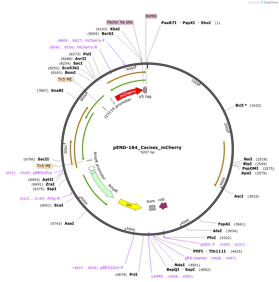 225610-plasmid-map-sequence-id-451420