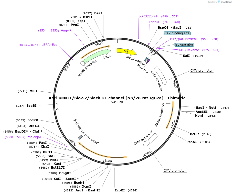 227055-plasmid-map-sequence-id-451439