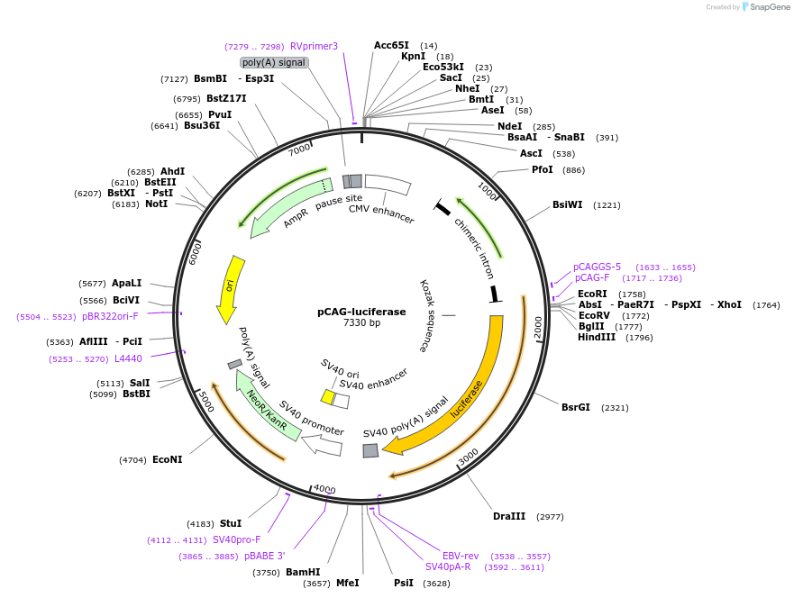 55764-plasmid-map-sequence-id-451444