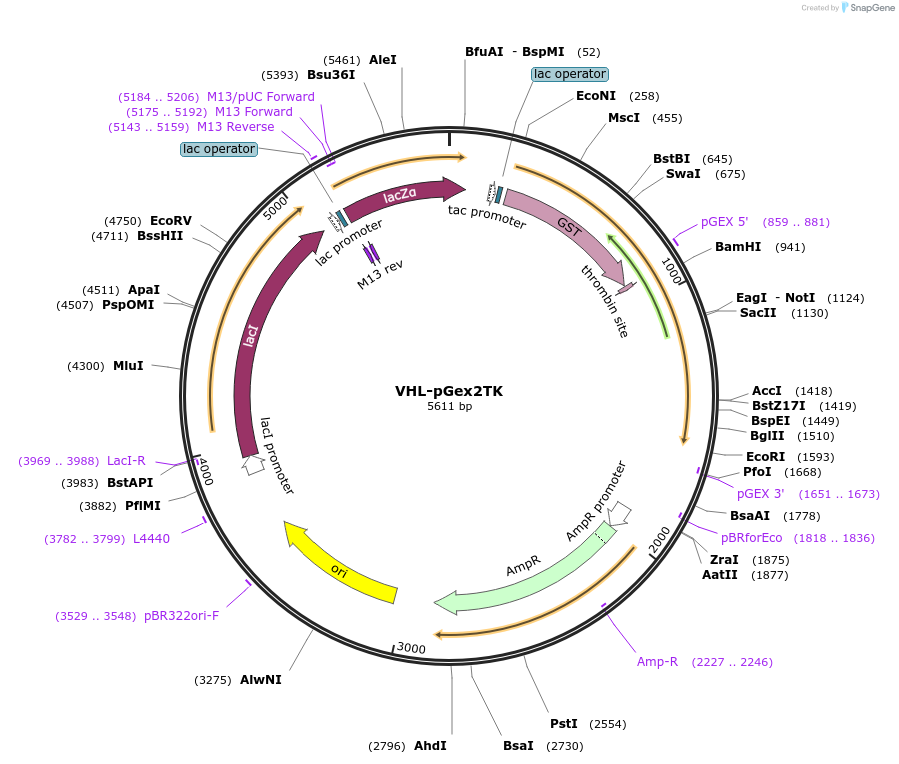 20790-plasmid-map-sequence-id-451455
