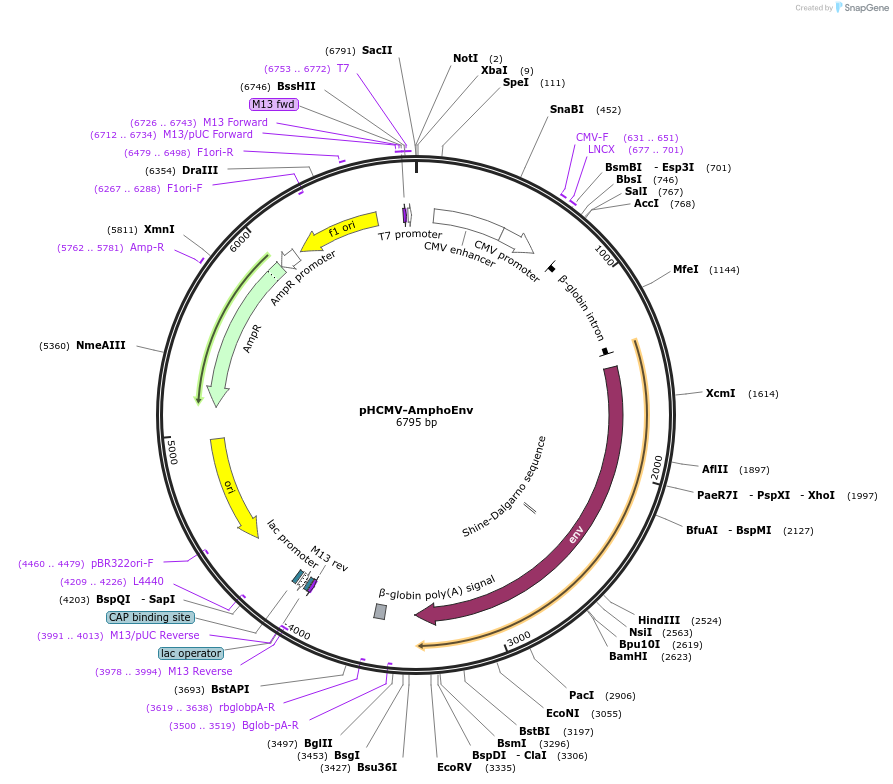 15799-plasmid-map-sequence-id-451457