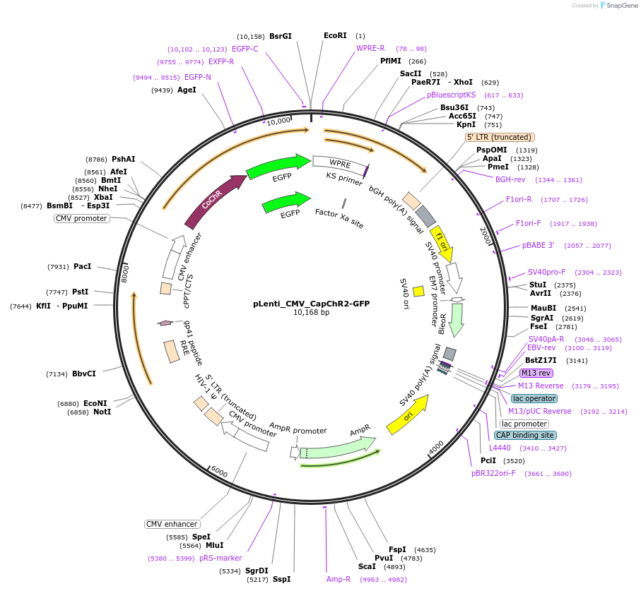 224357-plasmid-map-sequence-id-451462