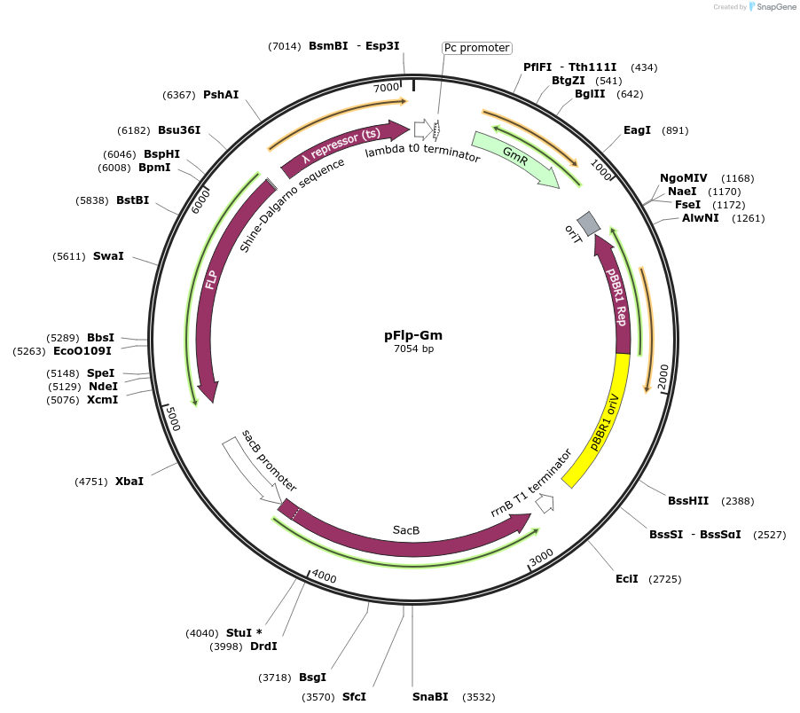 222335-plasmid-map-sequence-id-451464