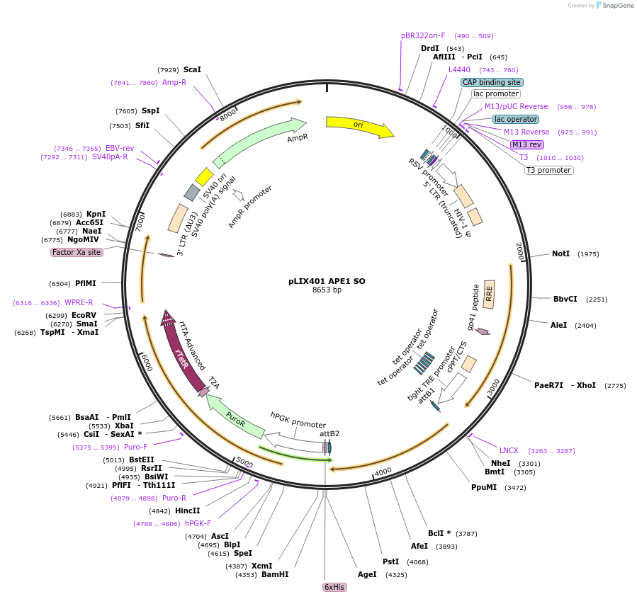 227192-plasmid-map-sequence-id-451468