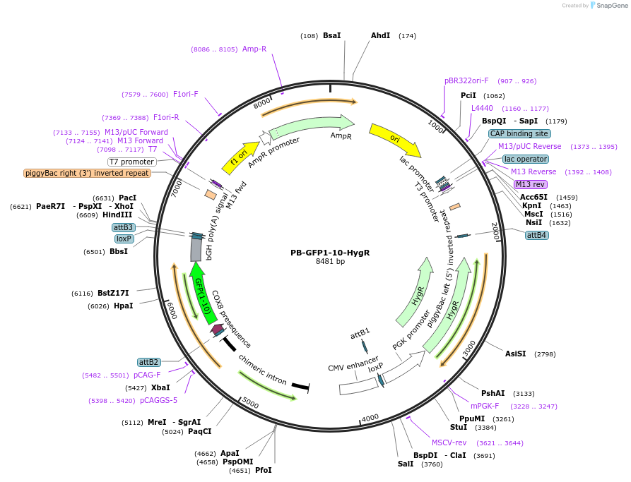 223675-plasmid-map-sequence-id-451472