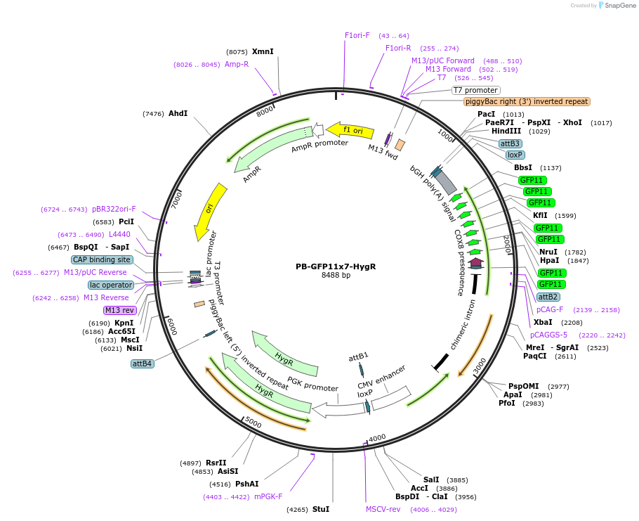 223676-plasmid-map-sequence-id-451473