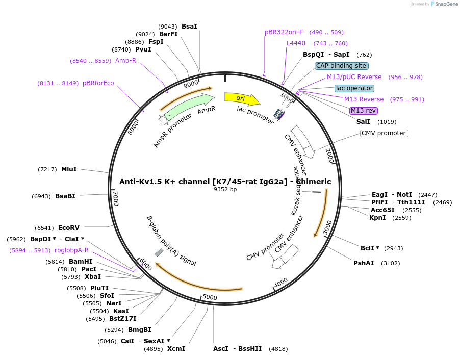 227057-plasmid-map-sequence-id-451475