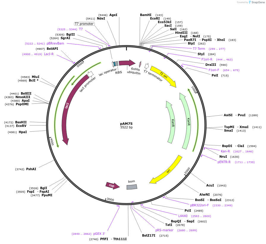 224249-plasmid-map-sequence-id-451487