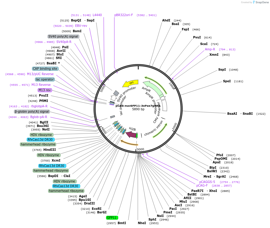 224570-plasmid-map-sequence-id-451492