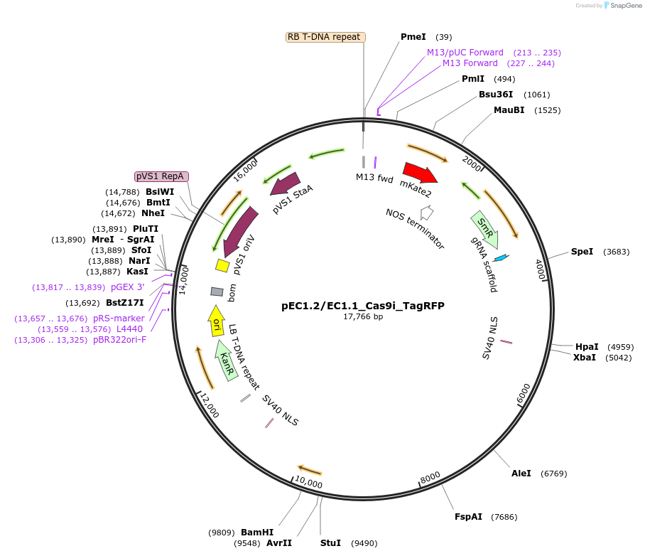 227249-plasmid-map-sequence-id-451525