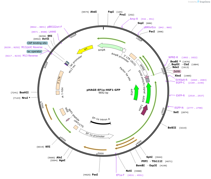 227820-plasmid-map-sequence-id-451526