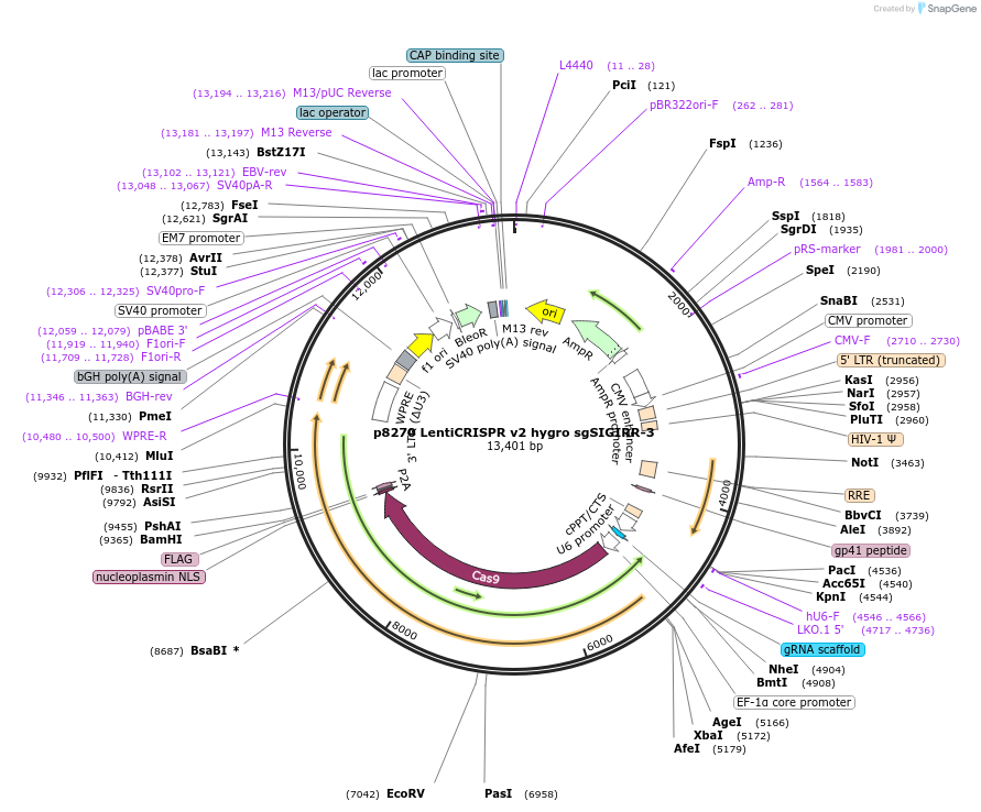 193979-plasmid-map-sequence-id-451532