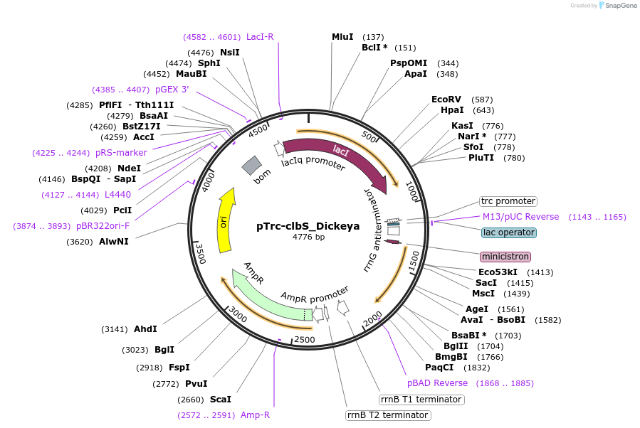 223351-plasmid-map-sequence-id-451534