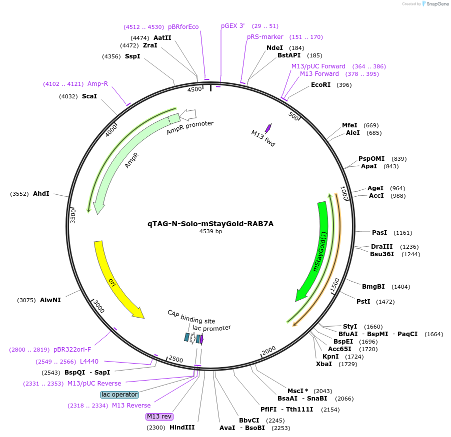 227298-plasmid-map-sequence-id-451536