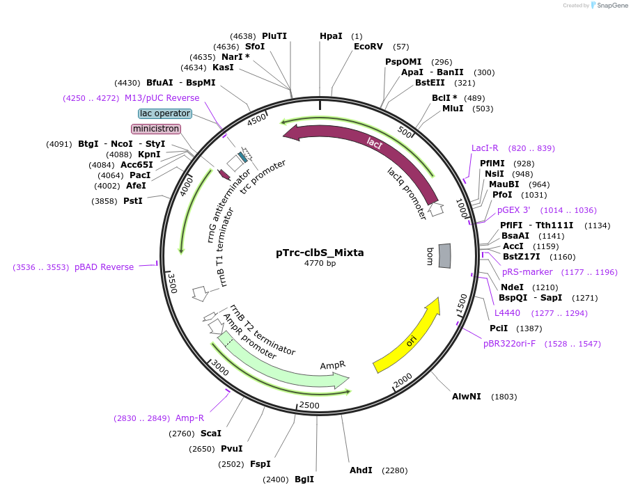 223352-plasmid-map-sequence-id-451539