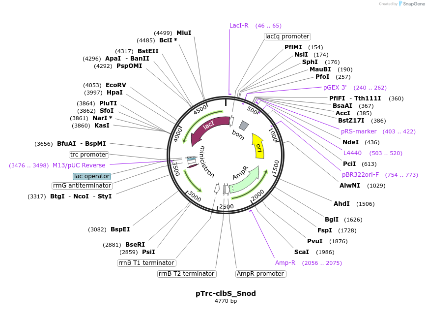 223355-plasmid-map-sequence-id-451540