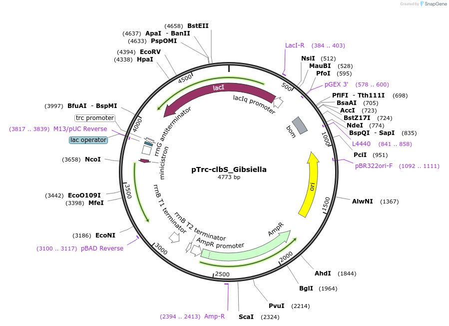 223356-plasmid-map-sequence-id-451541