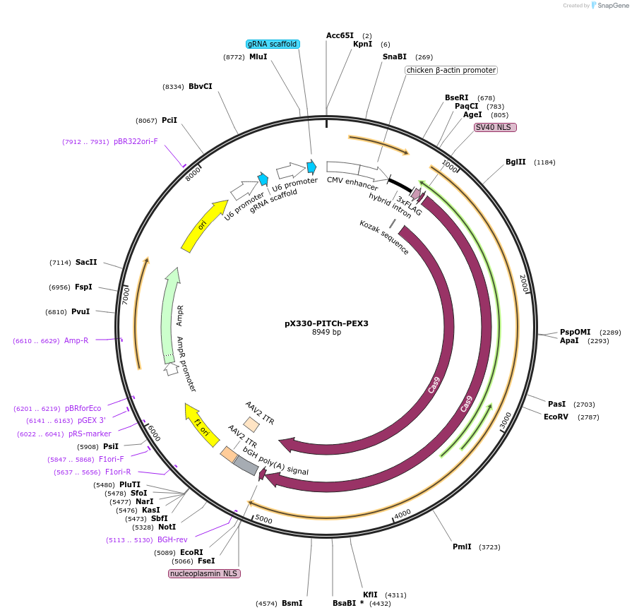 227303-plasmid-map-sequence-id-451544