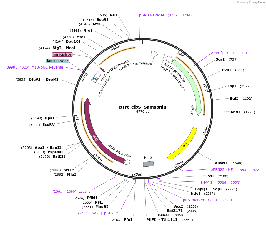 223357-plasmid-map-sequence-id-451553