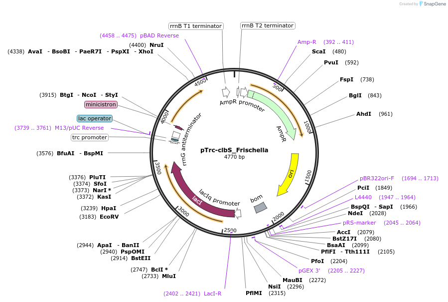 223358-plasmid-map-sequence-id-451554
