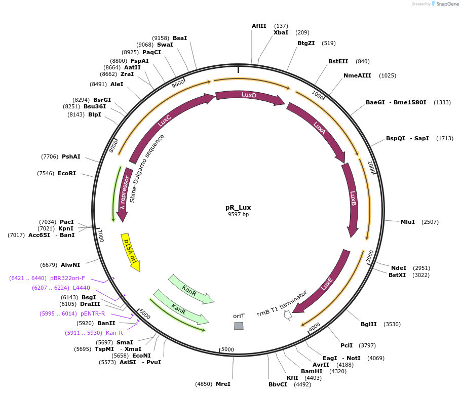 226457-plasmid-map-sequence-id-451559