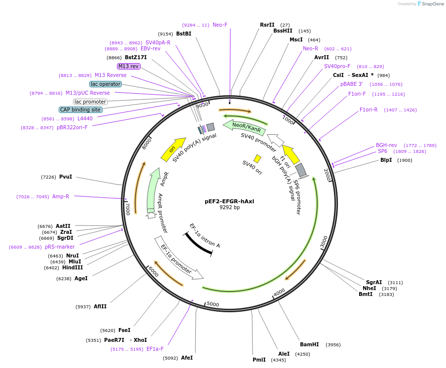 225997-plasmid-map-sequence-id-451566