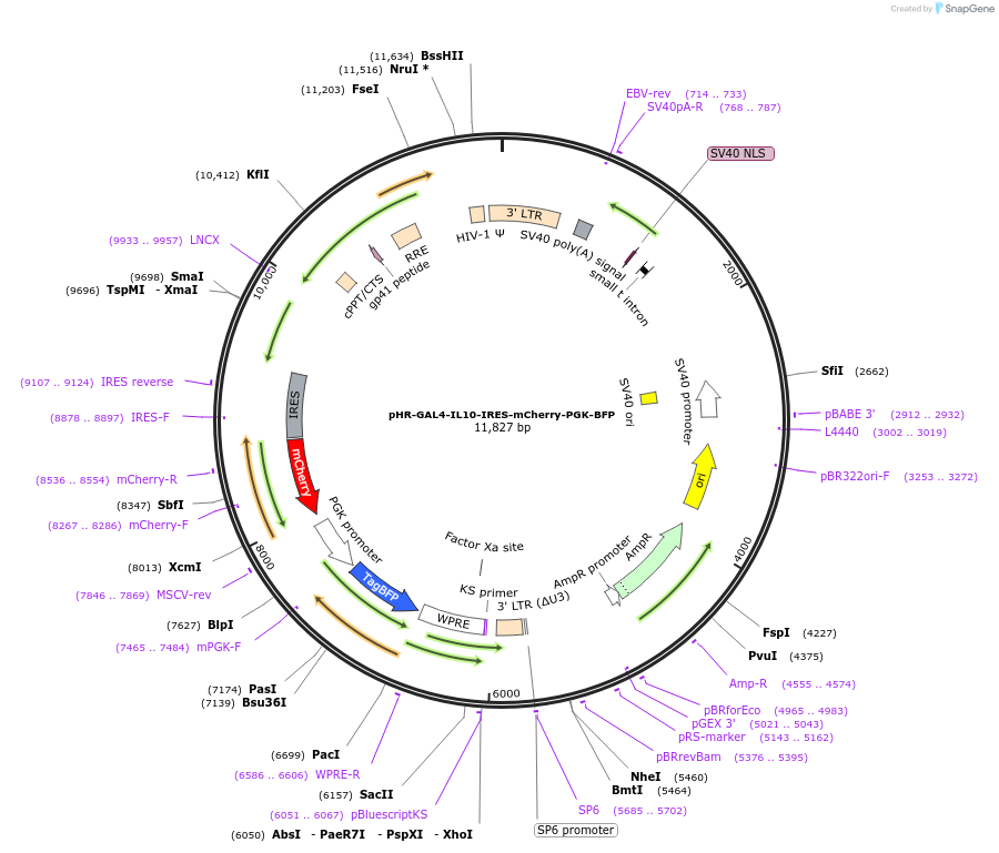 223209-plasmid-map-sequence-id-451595
