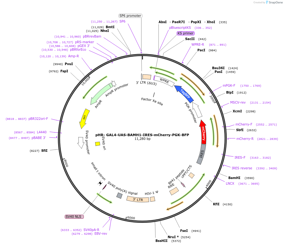 223215-plasmid-map-sequence-id-451597