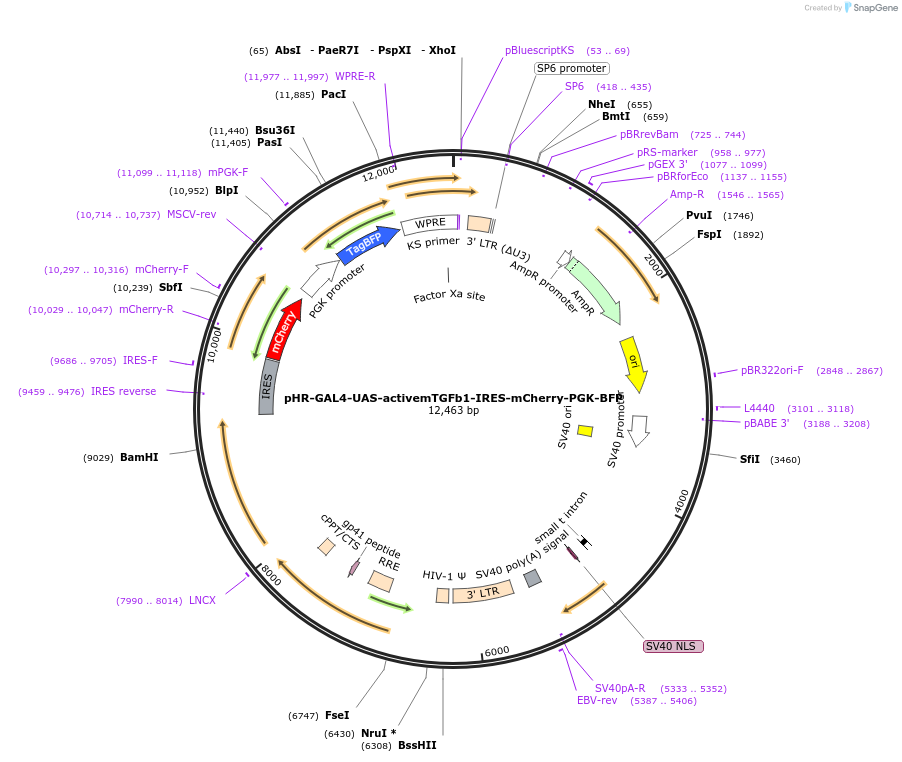 223213-plasmid-map-sequence-id-451600