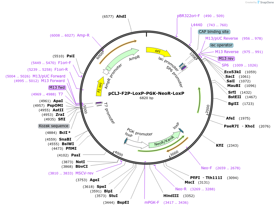 227503-plasmid-map-sequence-id-451645
