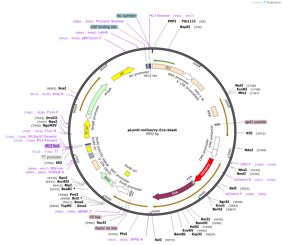 179390-plasmid-map-sequence-id-451660
