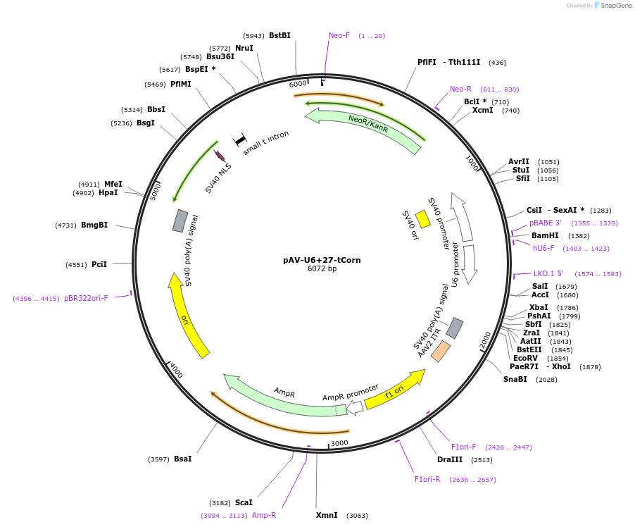 106233-plasmid-map-sequence-id-451662