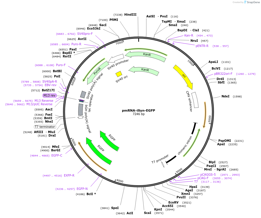 225907-plasmid-map-sequence-id-451679