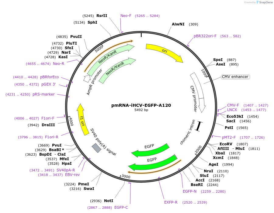 225906-plasmid-map-sequence-id-451682