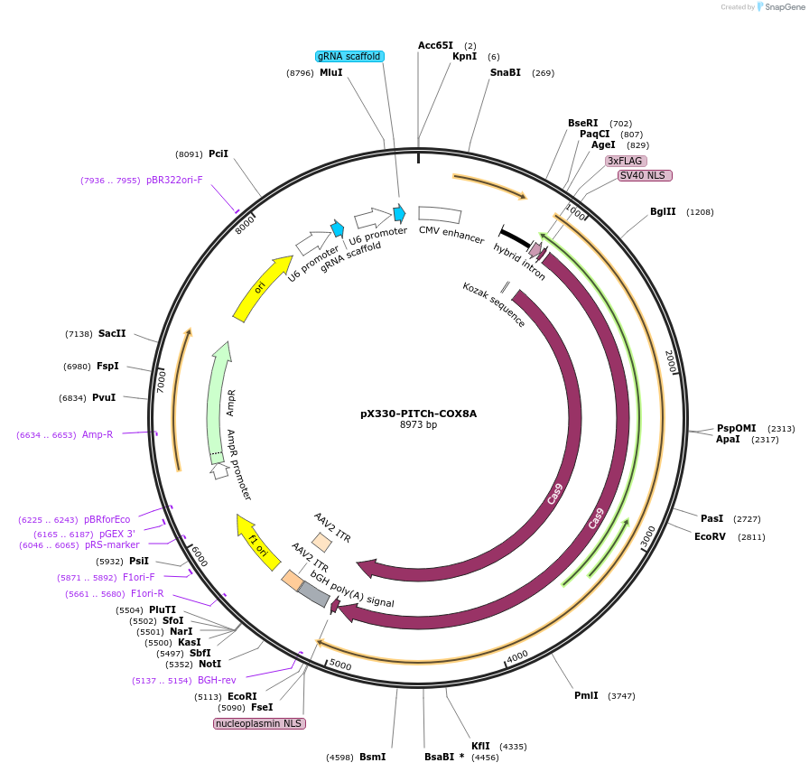 227308-plasmid-map-sequence-id-451686