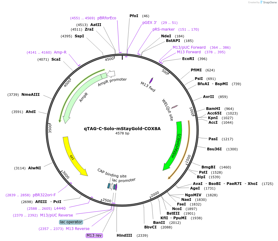 227309-plasmid-map-sequence-id-451688