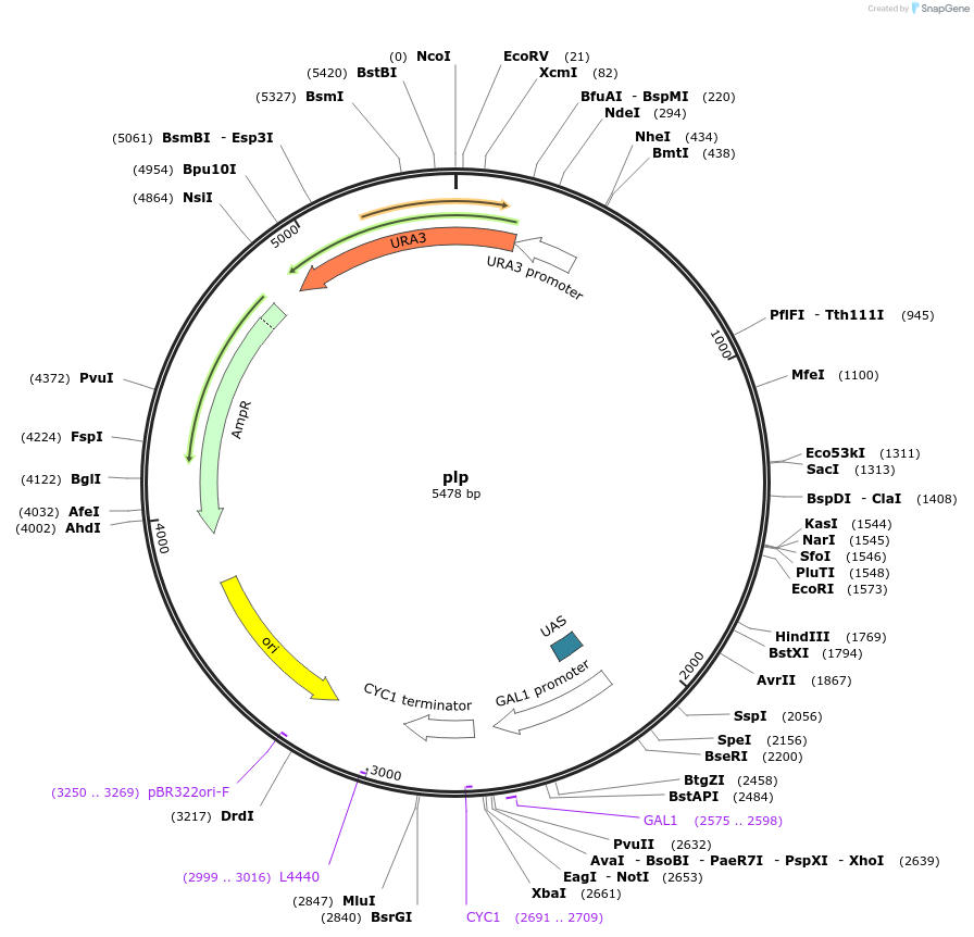 22310-plasmid-map-sequence-id-45169
