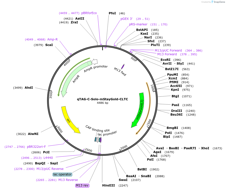 227313-plasmid-map-sequence-id-451694