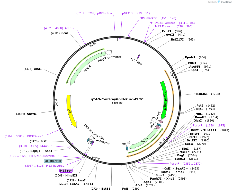 227314-plasmid-map-sequence-id-451695